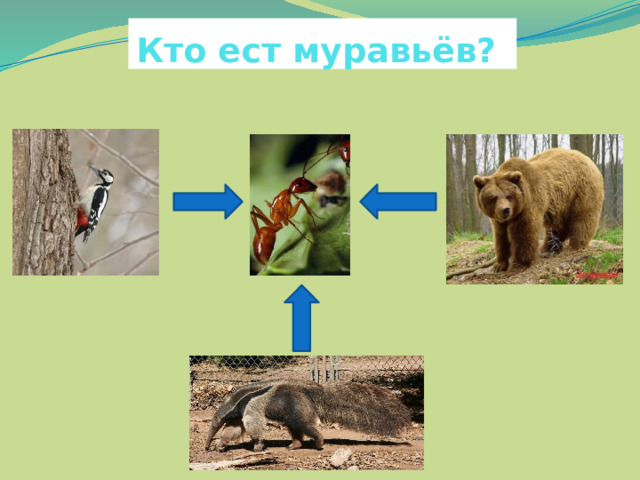 Кто ест муравьёв? 