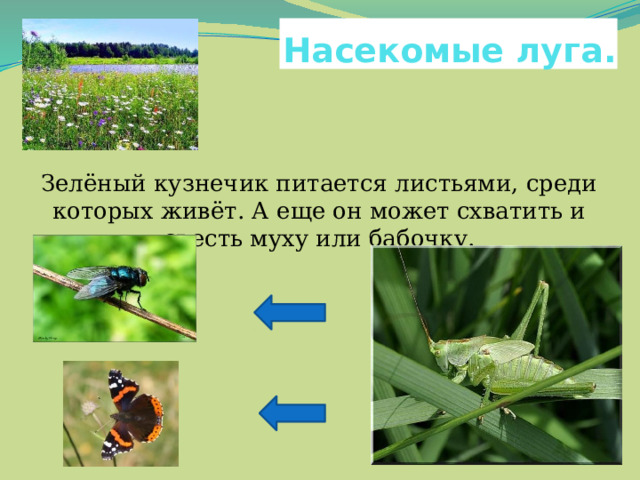 Насекомые луга. Зелёный кузнечик питается листьями, среди которых живёт. А еще он может схватить и съесть муху или бабочку. 