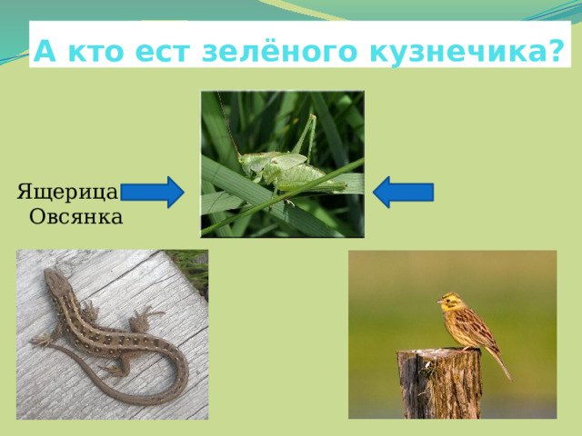 А кто ест зелёного кузнечика? Ящерица Овсянка 