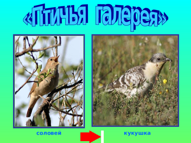  соловей  кукушка 
