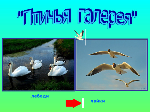  лебеди  чайки 