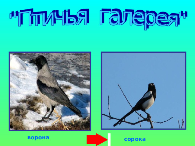 ворона сорока 