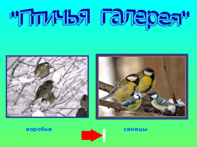 воробьи синицы 