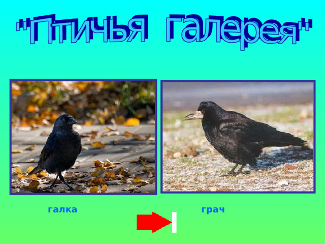 галка грач 