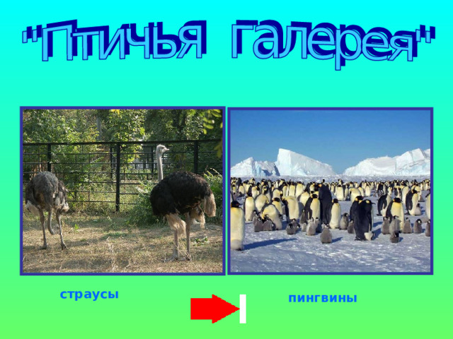 страусы пингвины 