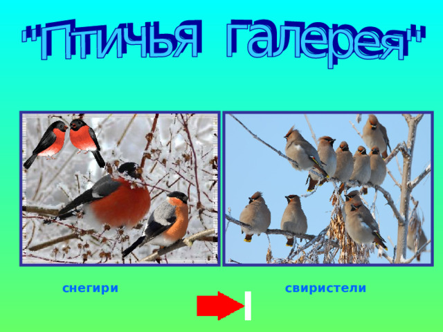 снегири свиристели 