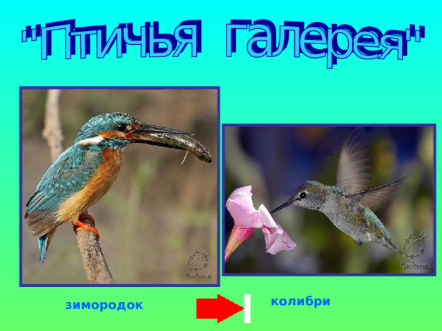 колибри зимородок 