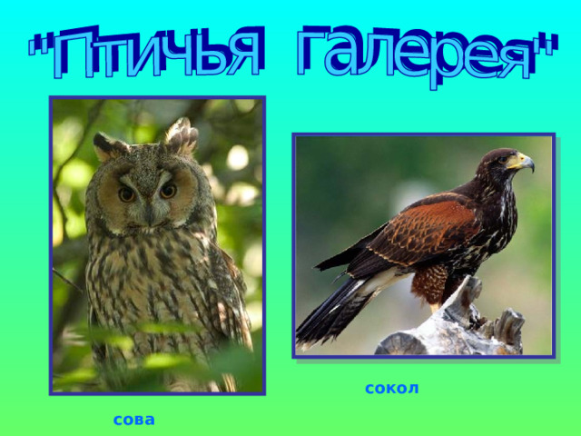 сокол сова 