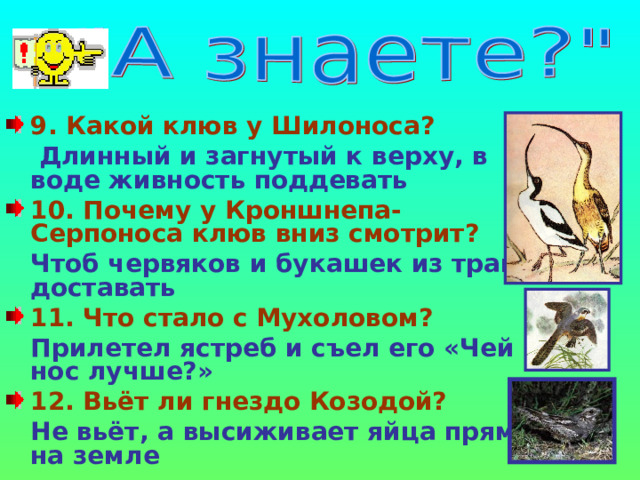 9. Какой клюв у Шилоноса?   Длинный и загнутый к верху, в воде живность поддевать 10. Почему у Кроншнепа-Серпоноса клюв вниз смотрит?  Чтоб червяков и букашек из травы доставать 11. Что стало с Мухоловом?  Прилетел ястреб и съел его «Чей нос лучше?» 12. Вьёт ли гнездо Козодой?  Не вьёт, а высиживает яйца прямо на земле  