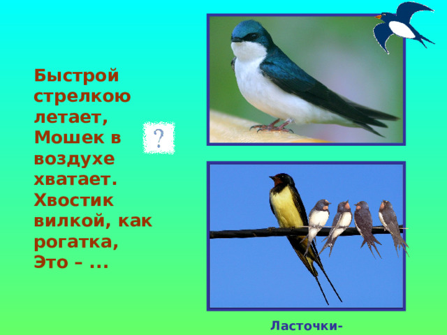    Быстрой стрелкою летает,  Мошек в воздухе хватает.  Хвостик вилкой, как рогатка,  Это – ...  Ласточки-касатки 