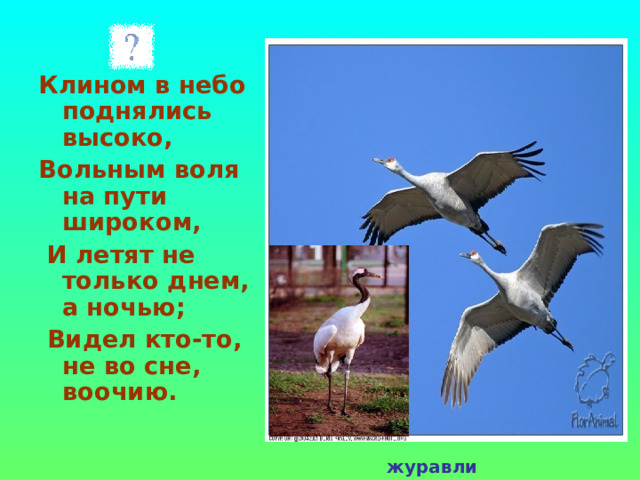 Клином в небо поднялись высоко, Вольным воля на пути широком,  И летят не только днем, а ночью;  Видел кто-то, не во сне, воочию. журавли 