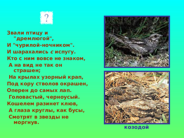   Звали птицу и 