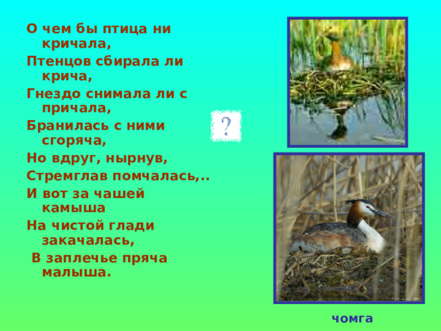 О чем бы птица ни кричала, Птенцов сбирала ли крича, Гнездо снимала ли с причала, Бранилась с ними сгоряча, Но вдруг, нырнув, Стремглав помчалась,.. И вот за чашей камыша На чистой глади закачалась,  В заплечье пряча малыша. чомга 