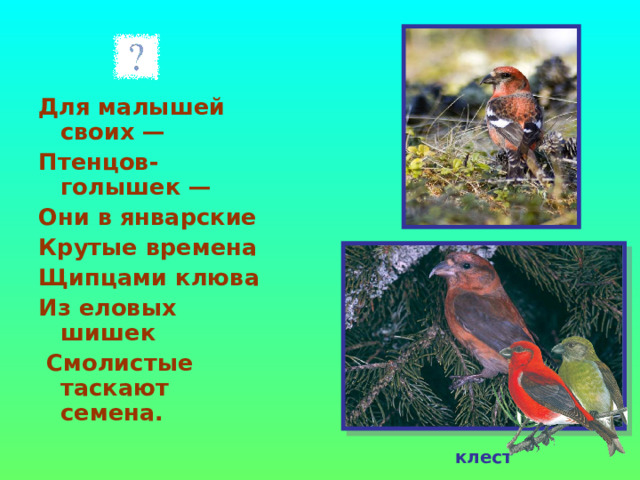 Для малышей своих — Птенцов-голышек — Они в январские Крутые времена Щипцами клюва Из еловых шишек  Смолистые таскают семена. клест 
