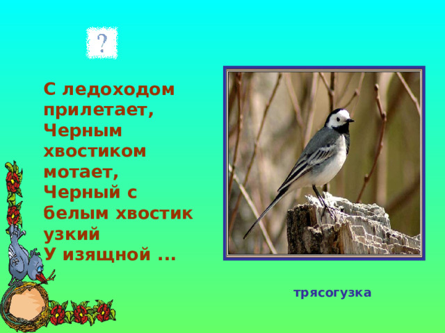   С ледоходом прилетает,  Черным хвостиком мотает,  Черный с белым хвостик узкий  У изящной ...  трясогузка 