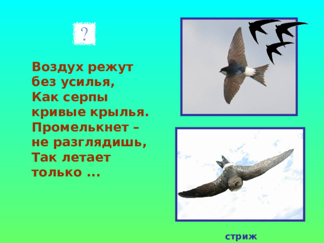  Воздух режут без усилья,  Как серпы кривые крылья.  Промелькнет – не разглядишь,  Так летает только ...  стриж 