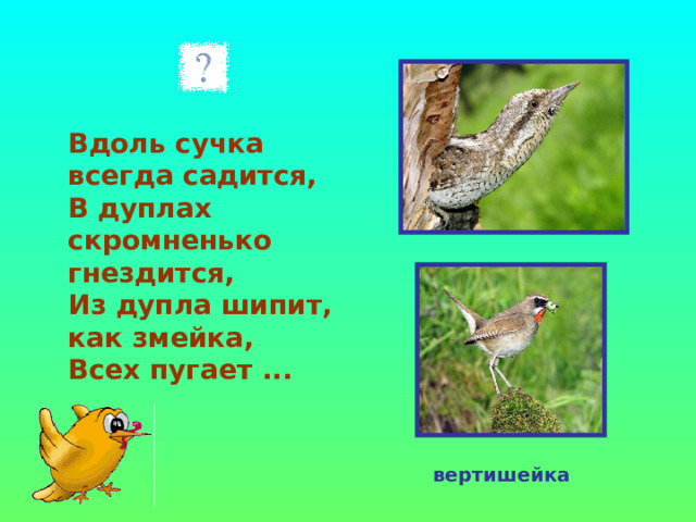  Вдоль сучка всегда садится,  В дуплах скромненько гнездится,  Из дупла шипит, как змейка,  Всех пугает ...  вертишейка 