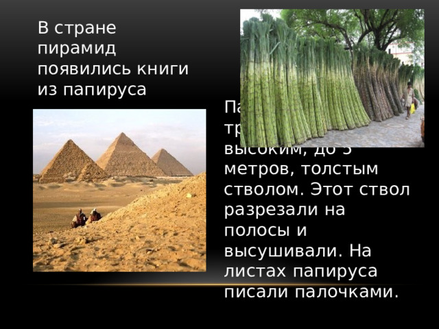 В стране пирамид появились книги из папируса Папирус – речной тростник с высоким, до 5 метров, толстым стволом. Этот ствол разрезали на полосы и высушивали. На листах папируса писали палочками. 