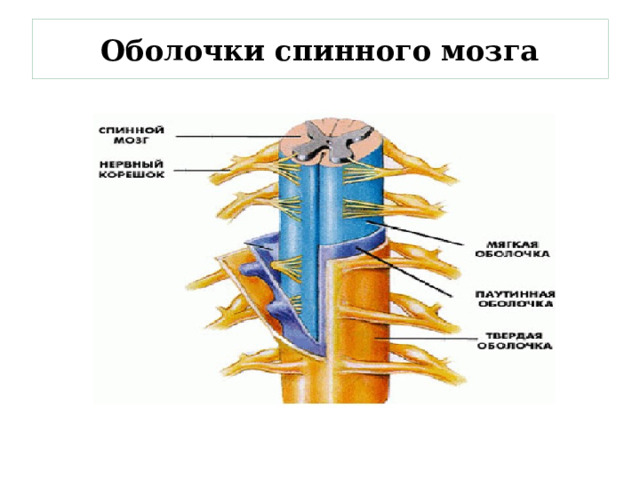 Оболочки спинного мозга 