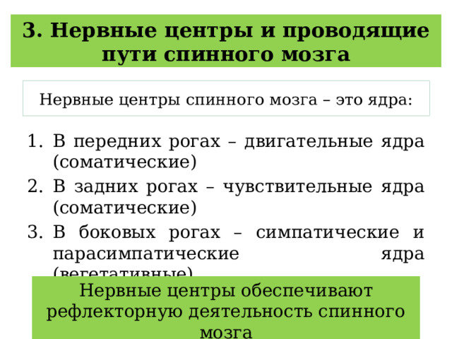 3. Нервные центры и проводящие пути спинного мозга Нервные центры спинного мозга – это ядра: В передних рогах – двигательные ядра (соматические) В задних рогах – чувствительные ядра (соматические) В боковых рогах – симпатические и парасимпатические ядра (вегетативные) Нервные центры обеспечивают рефлекторную деятельность спинного мозга 