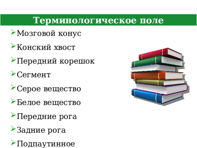 Терминологическое поле Мозговой конус Конский хвост Передний корешок Сегмент Серое вещество Белое вещество Передние рога Задние рога Подпаутинное пространство  