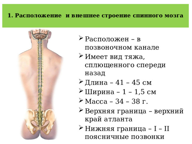  1. Расположение и внешнее строение спинного мозга   Расположен – в позвоночном канале Имеет вид тяжа, сплющенного спереди назад Длина – 41 – 45 см Ширина – 1 – 1,5 см Масса – 34 – 38 г. Верхняя граница – верхний край атланта Нижняя граница – I – II поясничные позвонки 