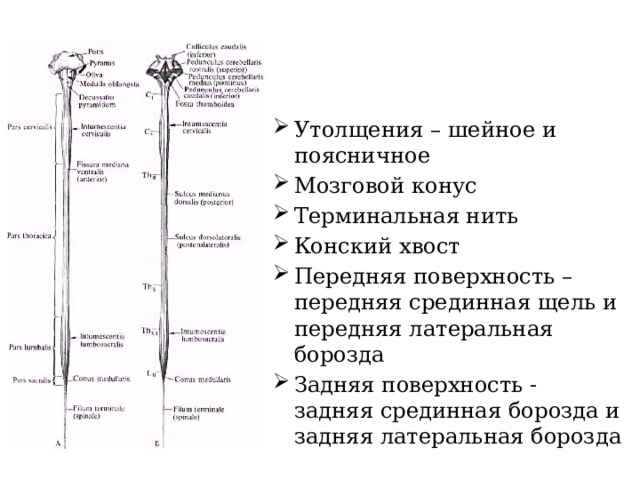 Утолщения – шейное и поясничное Мозговой конус Терминальная нить Конский хвост Передняя поверхность – передняя срединная щель и передняя латеральная борозда Задняя поверхность - задняя срединная борозда и задняя латеральная борозда 