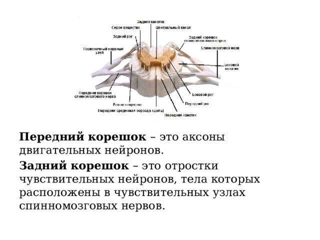 Передний корешок – это аксоны двигательных нейронов. Задний корешок – это отростки чувствительных нейронов, тела которых расположены в чувствительных узлах спинномозговых нервов. 