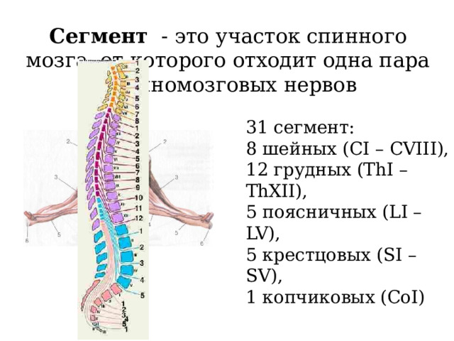 Сегмент - это участок спинного мозга, от которого отходит одна пара спинномозговых нервов 31 сегмент: 8 шейных (CI – CVIII), 12 грудных (ThI – ThXII), 5 поясничных (LI – LV), 5 крестцовых (SI – SV), 1 копчиковых (CoI) 