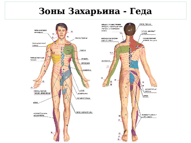 Зоны Захарьина - Геда 