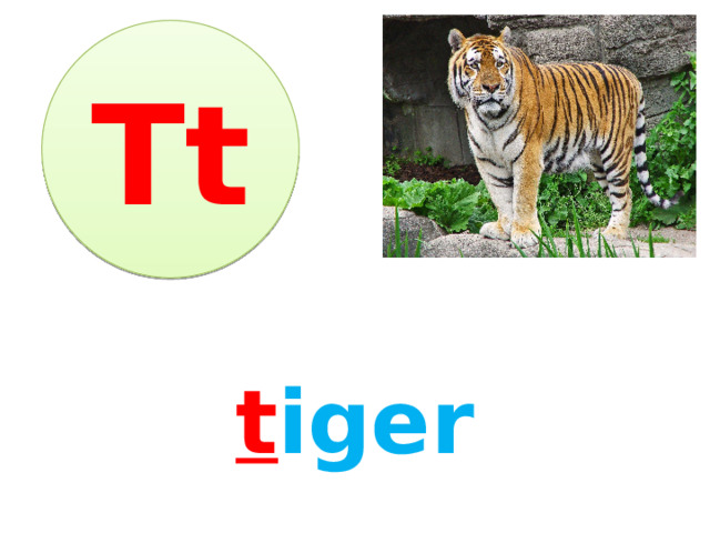 Tt t iger 