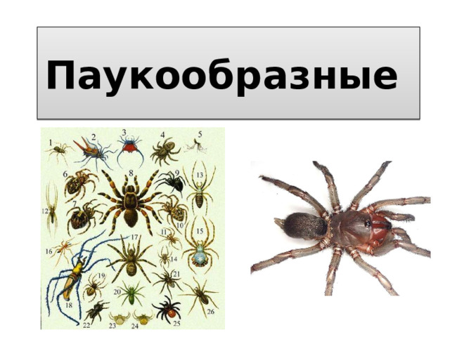 Паукообразные 