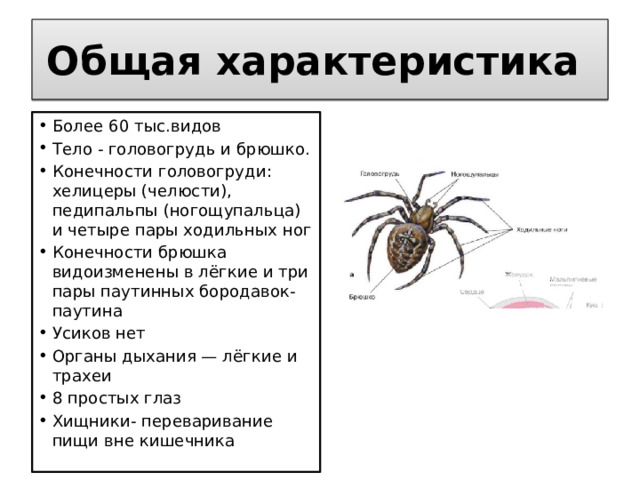 Общая характеристика Более 60 тыс.видов Тело - головогрудь и брюшко. Конечности головогруди: хелицеры (челюсти), педипальпы (ногощупальца) и четыре пары ходильных ног Конечности брюшка видоизменены в лёгкие и три пары паутинных бородавок- паутина Усиков нет Органы дыхания — лёгкие и трахеи 8 простых глаз Хищники- переваривание пищи вне кишечника 