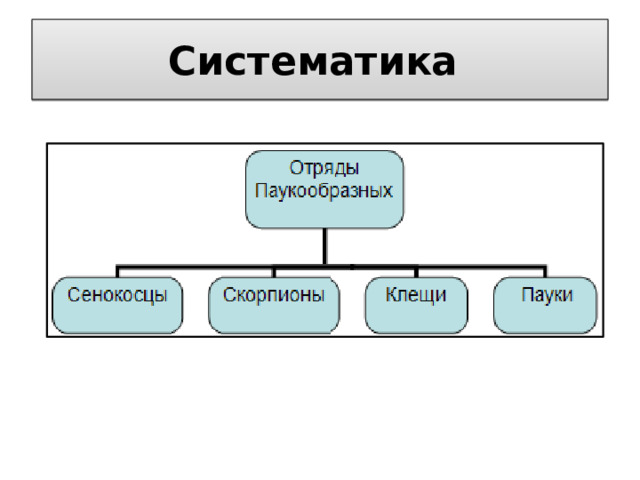 Систематика 