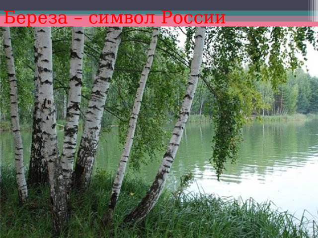 Береза – символ России 