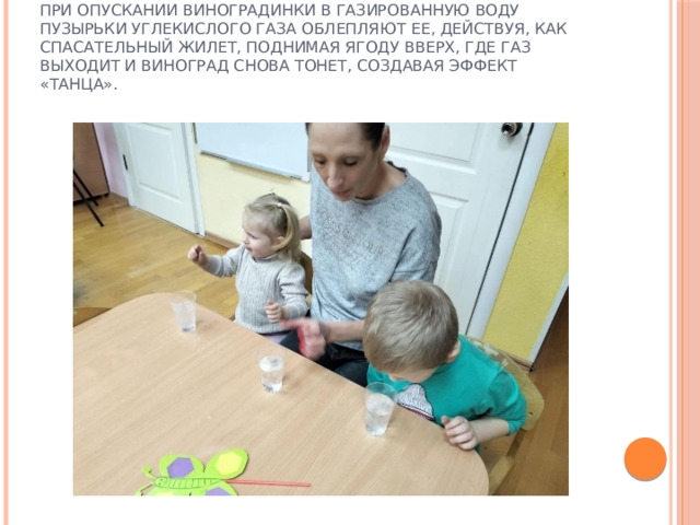 Опыт «Танцующий виноград».  При опускании виноградинки в газированную воду пузырьки углекислого газа облепляют ее, действуя, как спасательный жилет, поднимая ягоду вверх, где газ выходит и виноград снова тонет, создавая эффект «танца».   
