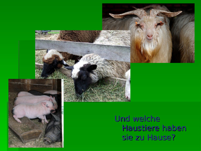 Und welche Haustiere haben sie zu Hause ? 