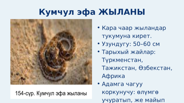 Кумчул эфа ЖЫЛАНЫ Кара чаар жыландар тукумуна кирет. Узундугу: 50–60 см Тарыхый жайлар: Түркменстан, Тажикстан, Өзбекстан, Африка Адамга чагуу коркунучу: өлүмгө учуратып, же майып кылат Кара чаар жыландар тукумуна кирет. Узундугу: 50–60 см Тарыхый жайлар: Түркменстан, Тажикстан, Өзбекстан, Африка Адамга чагуу коркунучу: өлүмгө учуратып, же майып кылат 