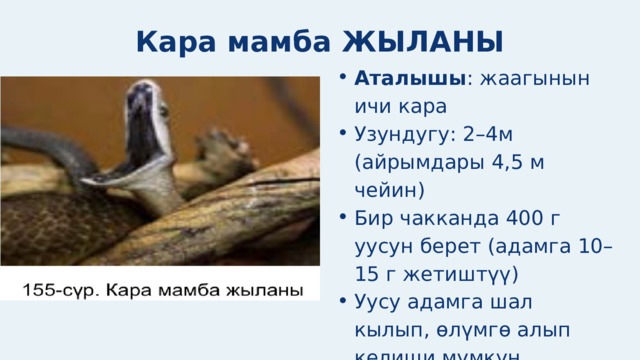 Кара мамба ЖЫЛАНЫ Аталышы : жаагынын ичи кара Узундугу: 2–4м (айрымдары 4,5 м чейин) Бир чакканда 400 г уусун берет (адамга 10–15 г жетиштүү) Уусу адамга шал кылып, өлүмгө алып келиши мүмкүн Аталышы : жаагынын ичи кара Узундугу: 2–4м (айрымдары 4,5 м чейин) Бир чакканда 400 г уусун берет (адамга 10–15 г жетиштүү) Уусу адамга шал кылып, өлүмгө алып келиши мүмкүн 