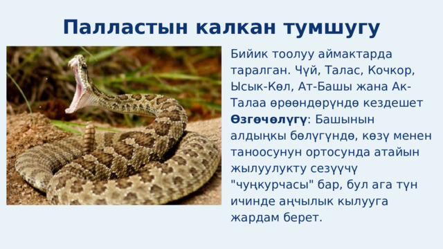 Палластын калкан тумшугу Бийик тоолуу аймактарда таралган. Чүй, Талас, Кочкор, Ысык-Көл, Ат-Башы жана Ак-Талаа өрөөндөрүндө кездешет Өзгөчөлүгү : Башынын алдыңкы бөлүгүндө, көзү менен таноосунун ортосунда атайын жылуулукту сезүүчү 