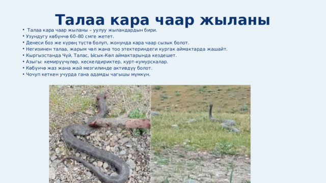 Талаа кара чаар жыланы  Талаа кара чаар жыланы – уулуу жыландардын бири. Узундугу көбүнчө 60–80 смге жетет. Денеси боз же күрөң түстө болуп, жонунда кара чаар сызык болот. Негизинен талаа, жарым чөл жана тоо этектериндеги кургак аймактарда жашайт. Кыргызстанда Чүй, Талас, Ысык-Көл аймактарында кездешет. Азыгы: кемирүүчүлөр, кескелдириктер, курт-кумурскалар. Көбүнчө жаз жана жай мезгилинде активдүү болот. Чочуп кеткен учурда гана адамды чагышы мүмкүн.  Талаа кара чаар жыланы – уулуу жыландардын бири. Узундугу көбүнчө 60–80 смге жетет. Денеси боз же күрөң түстө болуп, жонунда кара чаар сызык болот. Негизинен талаа, жарым чөл жана тоо этектериндеги кургак аймактарда жашайт. Кыргызстанда Чүй, Талас, Ысык-Көл аймактарында кездешет. Азыгы: кемирүүчүлөр, кескелдириктер, курт-кумурскалар. Көбүнчө жаз жана жай мезгилинде активдүү болот. Чочуп кеткен учурда гана адамды чагышы мүмкүн. 