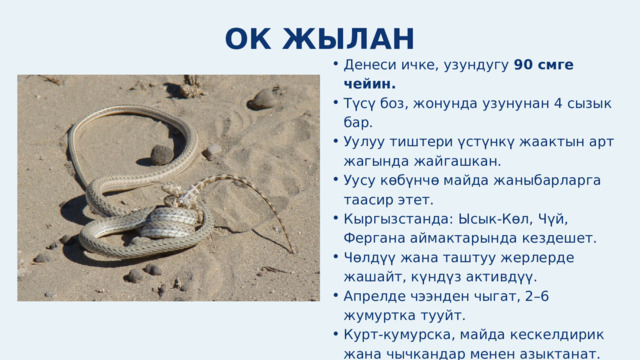 ОК ЖЫЛАН Денеси ичке, узундугу 90 смге чейин. Түсү боз, жонунда узунунан 4 сызык бар. Уулуу тиштери үстүнкү жаактын арт жагында жайгашкан. Уусу көбүнчө майда жаныбарларга таасир этет. Кыргызстанда: Ысык-Көл, Чүй, Фергана аймактарында кездешет. Чөлдүү жана таштуу жерлерде жашайт, күндүз активдүү. Апрелде чээнден чыгат, 2–6 жумуртка тууйт. Курт-кумурска, майда кескелдирик жана чычкандар менен азыктанат. Денеси ичке, узундугу 90 смге чейин. Түсү боз, жонунда узунунан 4 сызык бар. Уулуу тиштери үстүнкү жаактын арт жагында жайгашкан. Уусу көбүнчө майда жаныбарларга таасир этет. Кыргызстанда: Ысык-Көл, Чүй, Фергана аймактарында кездешет. Чөлдүү жана таштуу жерлерде жашайт, күндүз активдүү. Апрелде чээнден чыгат, 2–6 жумуртка тууйт. Курт-кумурска, майда кескелдирик жана чычкандар менен азыктанат. 