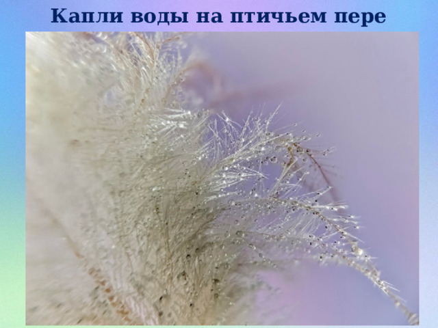 Капли воды на птичьем пере 