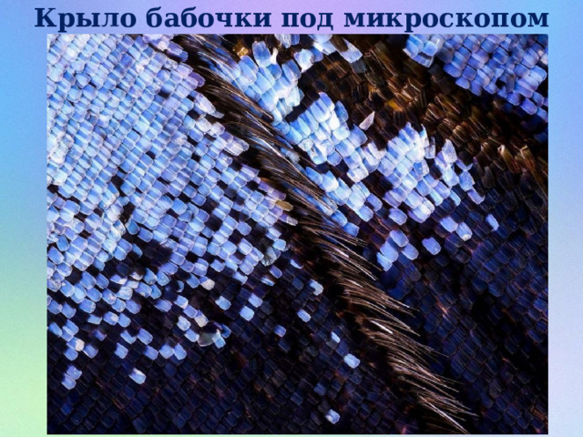 Крыло бабочки под микроскопом 