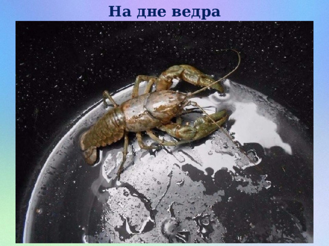 На дне ведра 