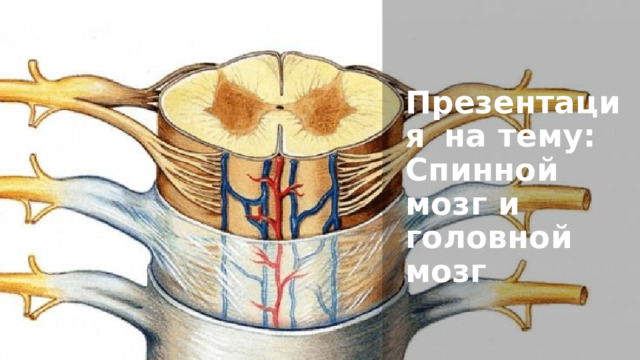 Презентация  на  тему : Спинной  мозг  и головной  мозг 