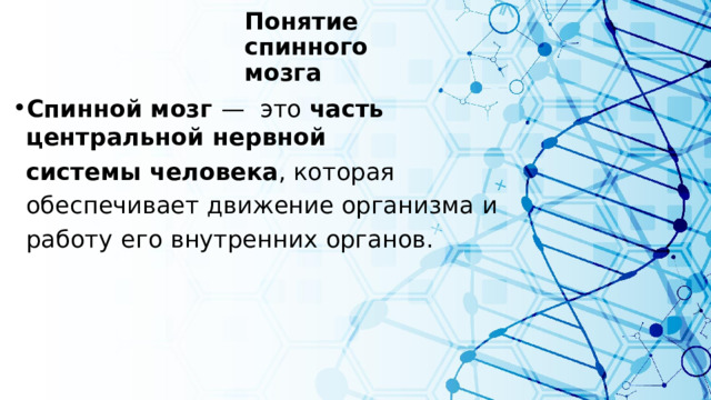 Понятие  спинного мозга Спинной мозг  —  это  часть  центральной  нервной системы  человека ,  которая  обеспечивает  движение организма  и  работу  его  внутренних  органов . 