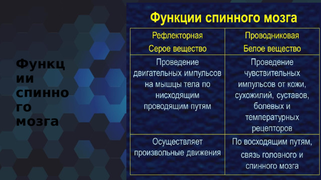 Функции спинного мозга 