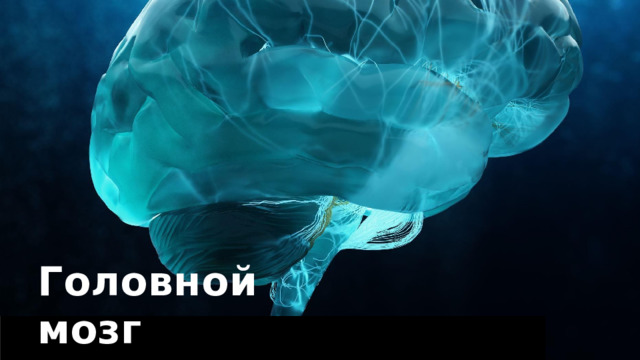 Г о ло в н ой  мозг 