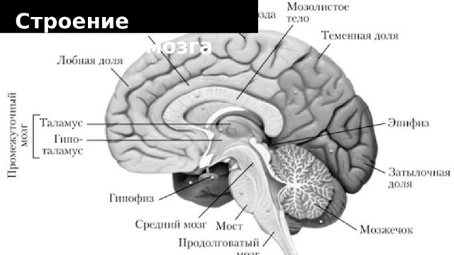 Строение  Головного  мозга 